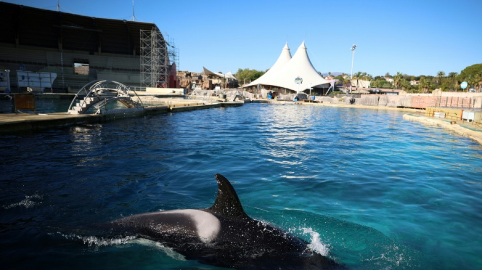 Orques du Marineland: Paul Watson en appelle &agrave; Macron pour les sauver 