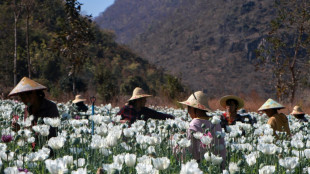 Birmanie: la culture d'opium prosp&egrave;re &agrave; la faveur du chaos