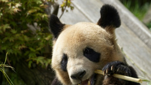 El primer panda nacido en Francia ser&aacute; trasladado a China en julio