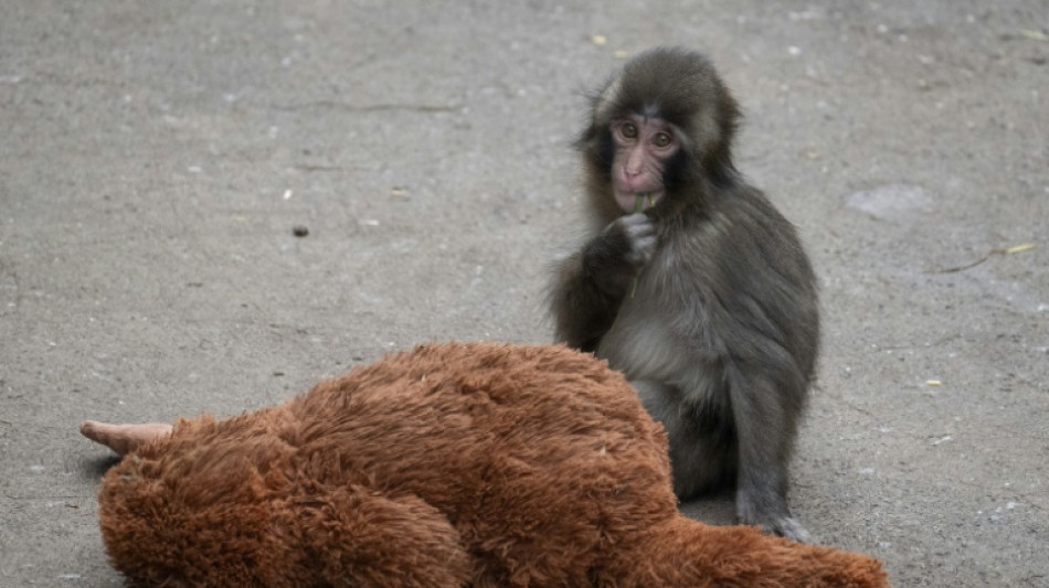 Baby monkey Punch acclimatising, making new friends at Japan zoo