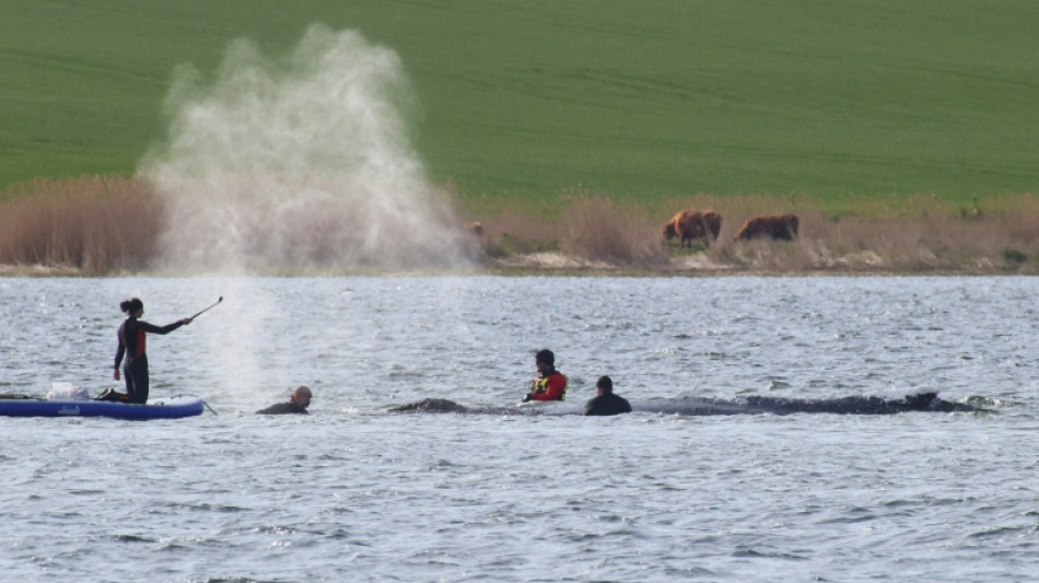 Sauver "Timmy": l'Allemagne autorise une nouvelle tentative d'&eacute;vacuation de la baleine &eacute;chou&eacute;e depuis des semaines