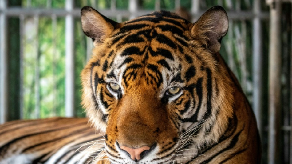 Virus kills dozens of tigers in Thailand park