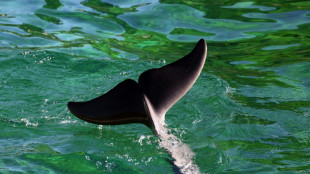 Conservation groups alarmed at marine mammals' deaths in Spain
