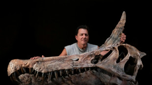 Descubren en N&iacute;ger f&oacute;siles de un dinosaurio apodado "garza infernal"