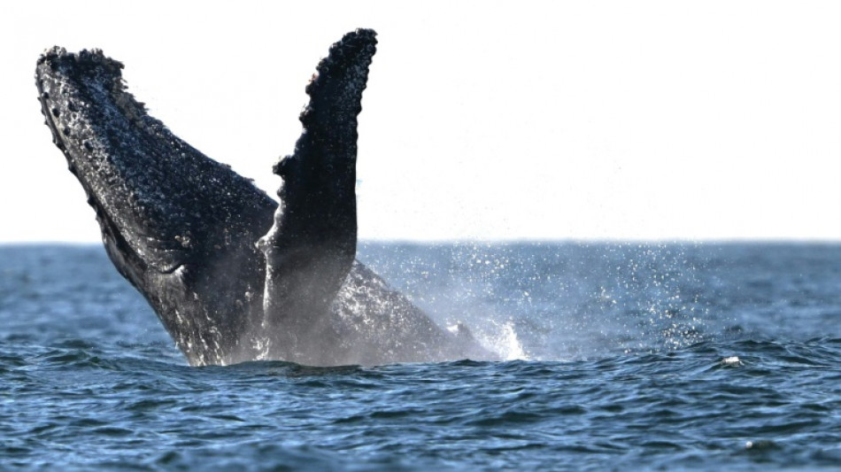 &Agrave; La R&eacute;union, gendarmes et scientifiques &oelig;uvrent &agrave; la protection des baleines