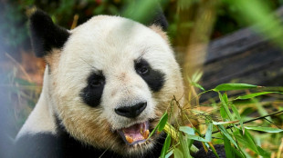 France bids farewell to beloved pandas bound for China