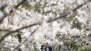 La temporada de cerezos en flor alcanza su punto m&aacute;ximo en Jap&oacute;n