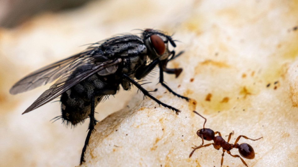 Stadtameisen bei Futter weniger w&auml;hlerisch - Hinweis f&uuml;r Stresspegel