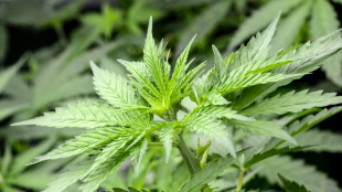 Bundesgerichtshof hebt Freispr&uuml;che wegen Handel mit CBD-Hanfprodukten auf