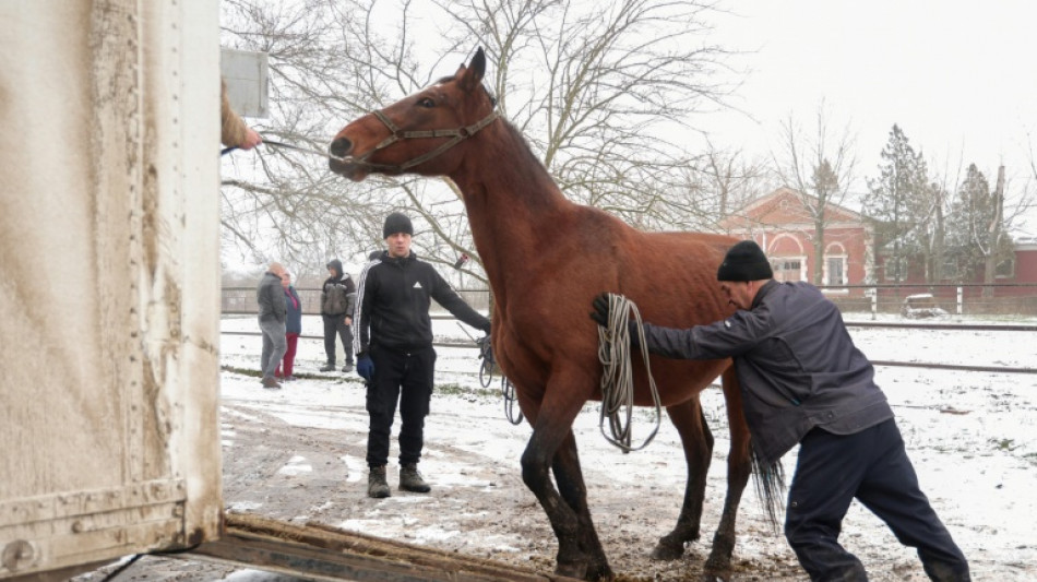 Ukraine: menac&eacute; par les frappes russes, un haras contraint d'&eacute;vacuer des chevaux
