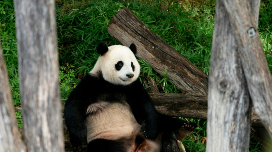 Con cierto pesar, los pandas del zoo de Washington ser&aacute;n devueltos a China
