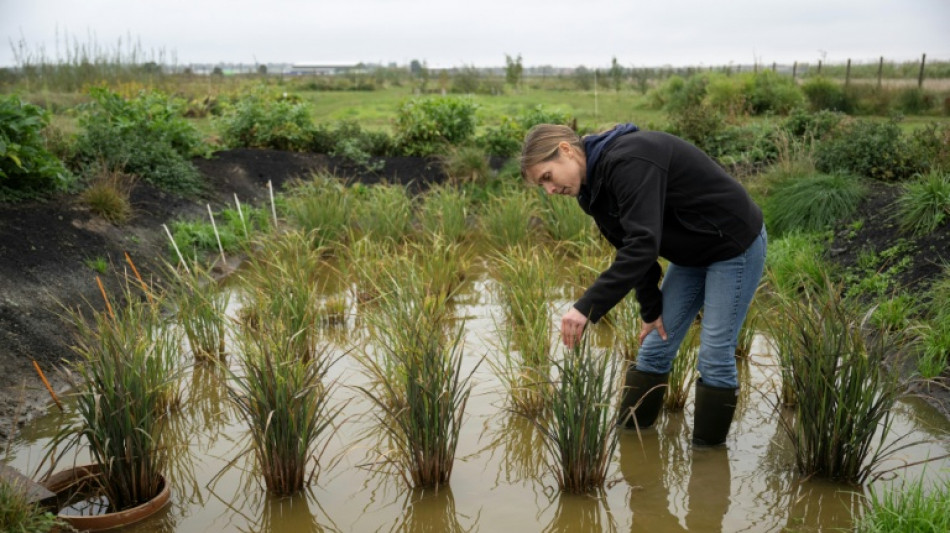 Growing rice in the UK 'not so crazy' as climate warms