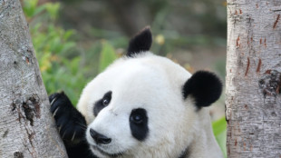 M&uuml;nchen bekommt zwei Pandas - S&ouml;der: H&ouml;hepunkt bayerisch-chinesischer Diplomatie