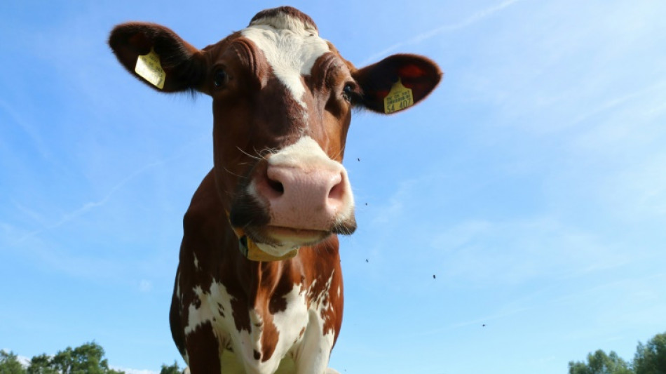 Studie: Hanf als Tierfutter macht K&uuml;he schl&auml;frig und senkt Milchleistung