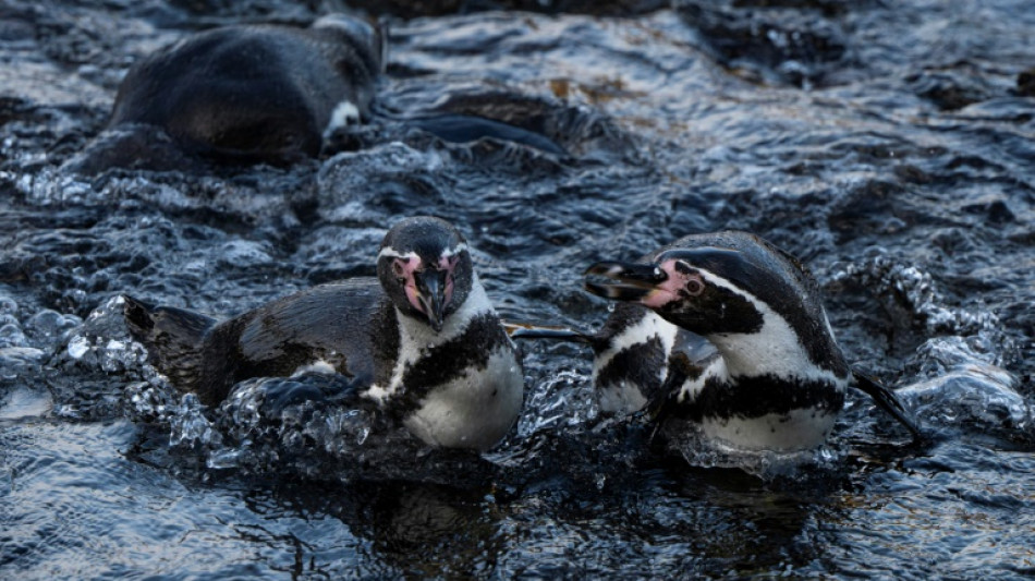 Punta San Juan, una evidencia del declive de la fauna costera en Perú