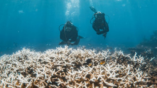 Great Barrier Reef suffers most widespread bleaching on record