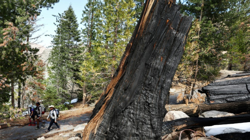 Compañía eléctrica deberá pagar USD 82,5 millones por incendio forestal en California