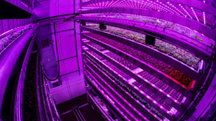 En Ecosse, une p&eacute;pini&egrave;re verticale source d'espoir pour les promesses de neutralit&eacute; carbone