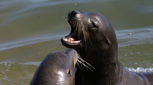 EEUU, a la caza del hombre que decapit&oacute; a un le&oacute;n marino muerto en California