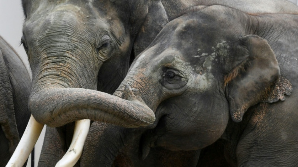 Rettung von gebrochenem Sto&szlig;zahn: Experten behandeln Elefant in Leipziger Zoo