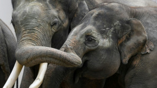 Rettung von gebrochenem Sto&szlig;zahn: Experten behandeln Elefant in Leipziger Zoo