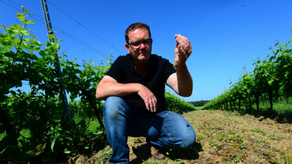 Crise viticole: blanc, cr&eacute;mant, ros&eacute;... Bordeaux tente de se d&eacute;poussi&eacute;rer