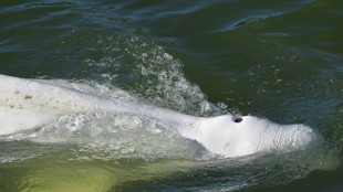"Pocas esperanzas" de salvar una beluga extraviada en el río Sena