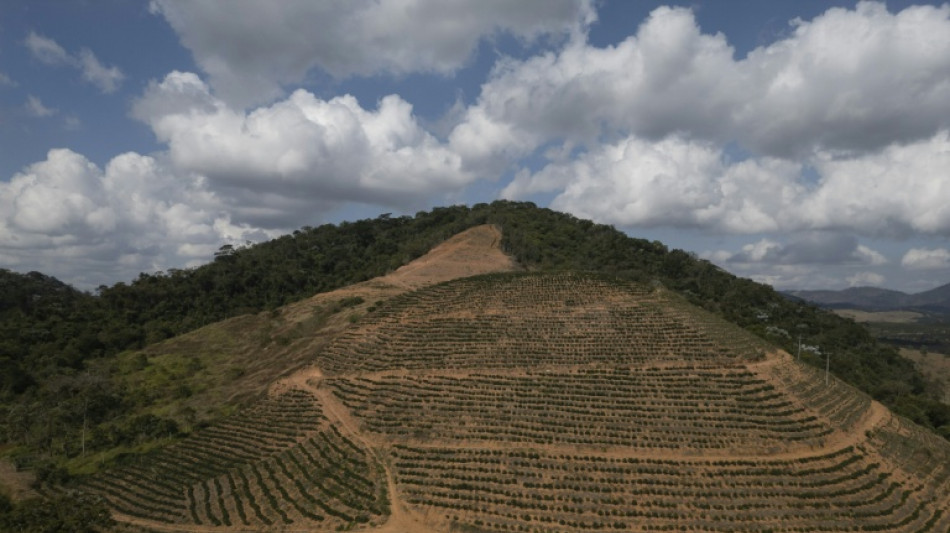 Kaffeeanbau in Brasilien verursacht weniger Regen - und schadet sich so selbst