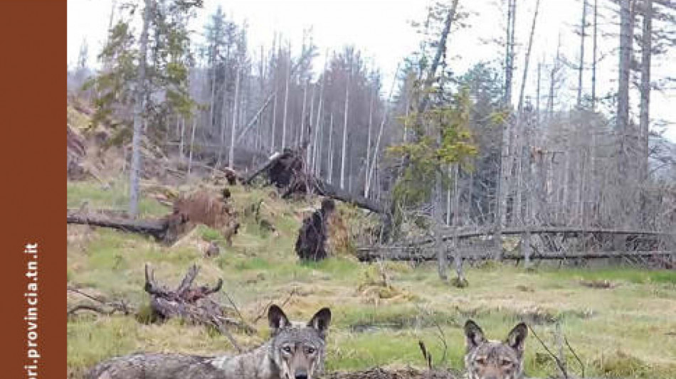 Nel 2024 in Trentino sono nati almeno 26 piccoli di orso