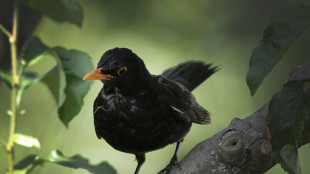 Naturschützer rufen ab Freitag erneut zu Zählung von Gartenvögeln auf