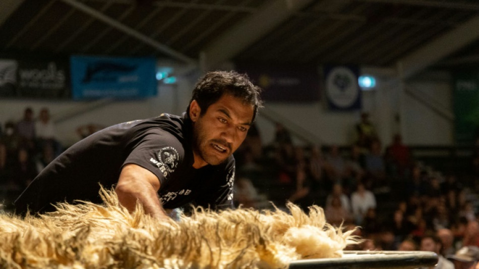 En Nouvelle-Z&eacute;lande, la tonte de moutons est un sport de comp&eacute;tition