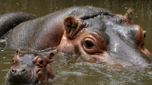 Neue Erkenntnisse: Flusspferde lebten noch w&auml;hrend letzter Eiszeit in Deutschland