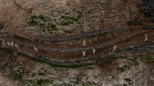 Guano, um tesouro agrícola sob ameaça no Peru