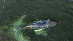 In Ostsee festliegender Buckelwal: Experten gehen von entscheidender Phase aus