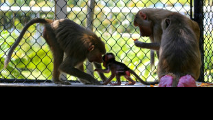 Studie: Wettbewerb um Weibchen senkt Lebenserwartung m&auml;nnlicher S&auml;ugetiere