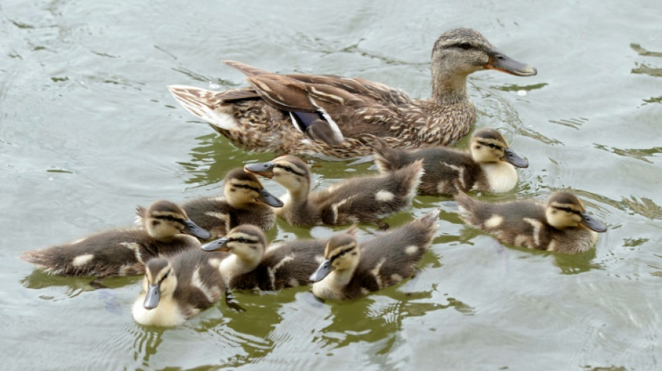 Polizisten retten in Baden-W&uuml;rttemberg vier Entenk&uuml;ken von Autobahn