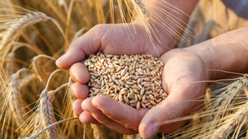 Usa, 'da G20 timori su catene di approvvigionamento di cibo e fertilizzanti'