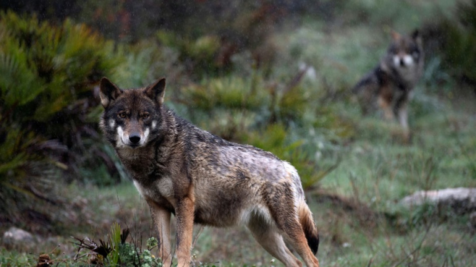 Berichte: Frau in Hamburg von Wolf gebissen