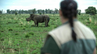 Subastarán en Sudáfrica el mayor criadero de rinocerontes del mundo