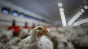 Niedersachsen: Feuer in Geflügelstall tötet rund 18.000 Legehennen 