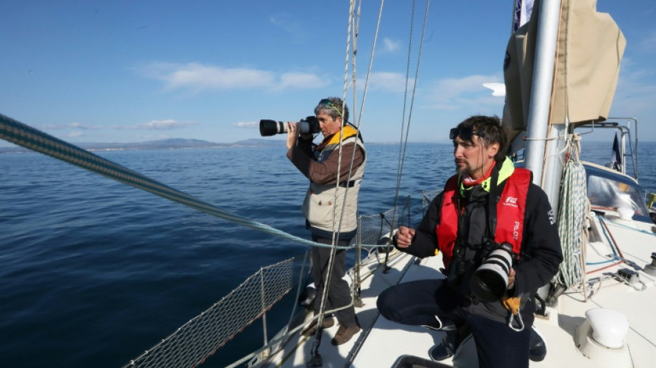 En el Mediterr&aacute;neo, delfines y aves tendr&aacute;n que convivir con los parques e&oacute;licos