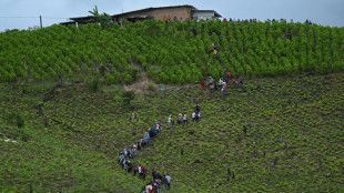 El ca&ntilde;&oacute;n de la coca, tal&oacute;n de Aquiles del proyecto de paz en Colombia
