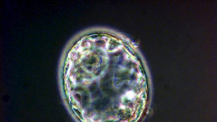 A guidare lo sviluppo dell'embrione &egrave; la forma 3D del Dna