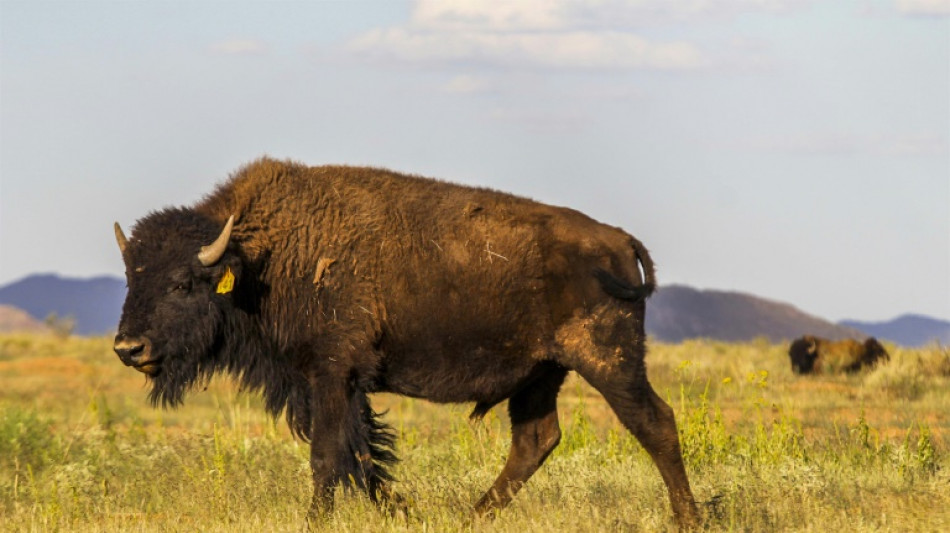 "Injusta" restricción de EEUU al ganado de México, dice Sheinbaum