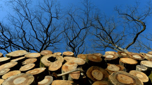 Gericht: Gemeinde muss f&uuml;r Verletzungen nach Klettern auf Holzstapel nicht haften