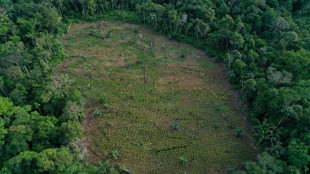 Deforestación sin freno, el reto ambiental para el nuevo gobierno de Colombia