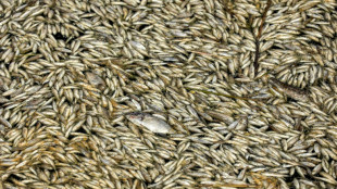 Hallados miles de peces muertos a orillas de un r&iacute;o en Irak 
