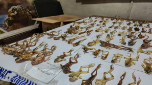 Perú decomisa 390 ranas en peligro de extinción usadas como afrodisíaco