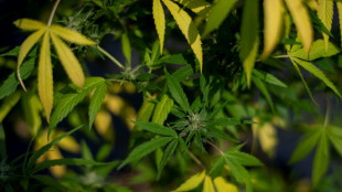 Deutscher Verkehrsgerichtstag empfiehlt Erh&ouml;hung des THC-Grenzwerts 